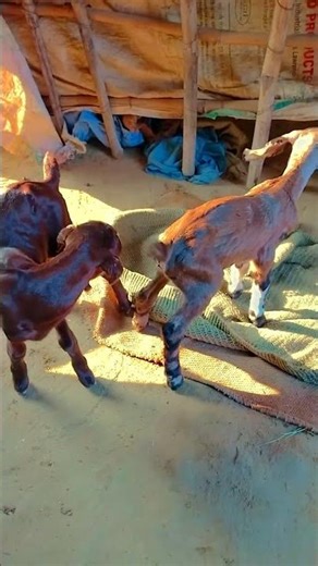 #bakri palan#new rail like comment#🫵🫵🫵🙈🙈