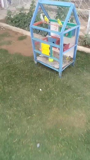 Exploring Parakeet Habitat in a Unique Birdcage