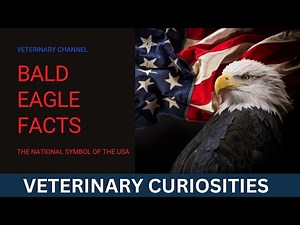 5 SURPRISING FACTS ABOUT THE AMERICAN EAGLE: THE NATIONAL SYMBOL OF THE UNITED STATES