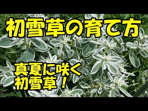 How to grow First Snow Grass