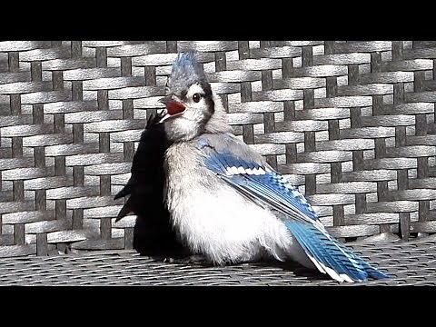 Jeune Geai bleu profitant du soleil, cri / Young Blue Jay enjoying sun, call