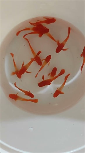 🔴Red ear koi guppies #fish #exoticaquariumfish #guppy #aquariumfishmarket #nature #fishkeepinghobby