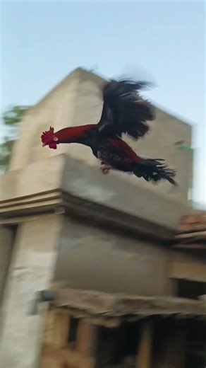 Flying Rooster 🐓 #flying #rooster #village #funny