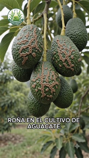 Roña del aguacate: síntomas y manejo práctico en huertas