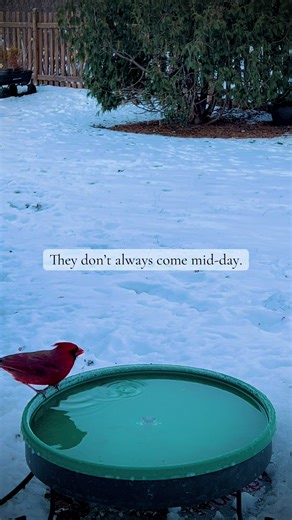 Most of the native birds here don’t visit in the middle of the day. Cardinals especially tend to arrive very early or just before dusk, often perching first and taking it all in. Lower light. Fewer disturbances. This is why I keep fresh water available during those quieter hours.❤️ #birds #birdwatching #nature #garden #wildlife