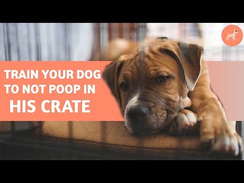 How To Stop Your Dog From Pooping in His Crate