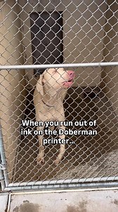 112K views · 2.6K reactions | Update: Adopted! It's rare to see a...