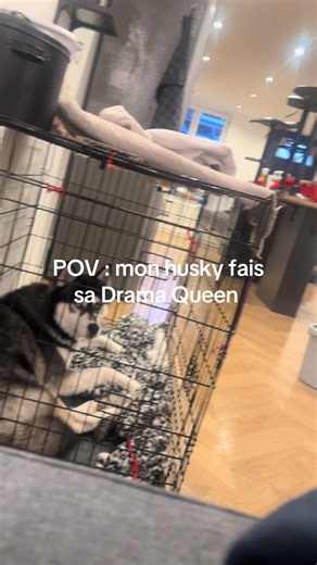 C’est vraiment un bébé #huskysiberiano #BeautyTok #TikTokFashion #huskylifestyle #husky