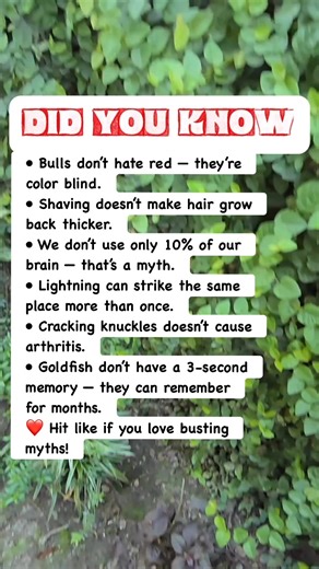 Myth-Busting: Bulls, Brains & Goldfish Memory! #facts | Devlop's Puzzle Game