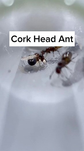 My Cork Head Ant Queens #lightscameraants #colobopsis #ants #colobopsisimpressa #colobopsisobliqua #colobopsismississipiensis #doorkeeperant #fyp