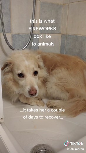 This is what fireworks look like #banfireworks #newyears #newyearseve #respectanimals