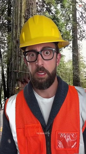 The Secret to Safe Tree Felling by Experts 🌴