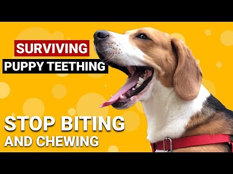 5 Ways to Help your Teething Beagle Puppy