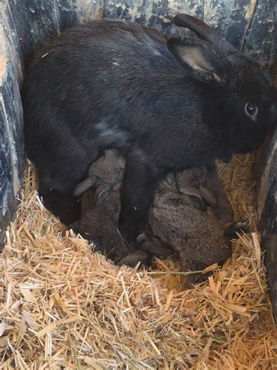 Bunnies Enjoying Mama's Care: Flemish Giants