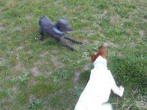 3.8K views · 109 reactions | Meet the gorgeous PIPPA, showing Scruffles the ropes...She is stunning and is a pupster looking for a home  xx | Lozzas Lurcher Rescue | Facebook