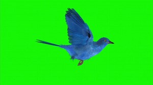 Download Bird on a green background. Seamless looping 4k time-lapse animation background for free