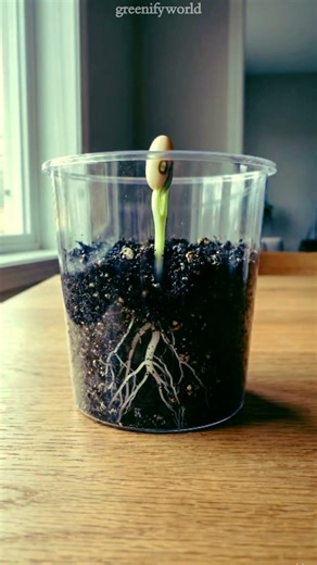 He Watered This Bean Plant… Then Something Amazing Happened 🌱