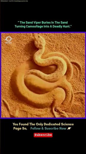 Sand Viper’s Deadly Hunt #sciencefacts #sandviper #shorts