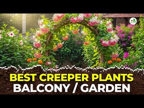Best Creeper Plants for Balcony 🌱 | Fast Growing Climbing Plants for Garden