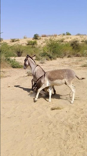 #donkey #youtubeshorts #funny