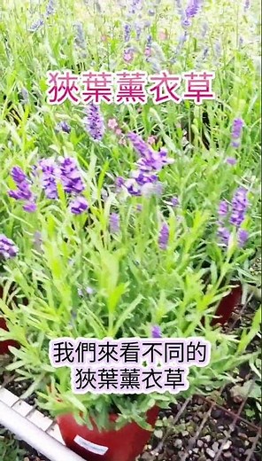 花市逛香草｜薰衣草正美｜感謝育種家的努力：早花品種