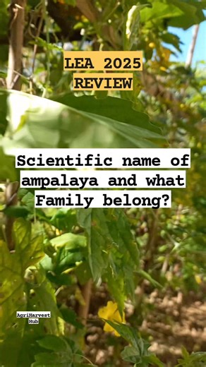 _Ampalay_is a tropical and subtropical vine of the family _____, widely grown in Asia, Africa, and the Caribbean for its edible fruit. #LEA2025 #CROPSCIENCE | AgriHarvest Hub