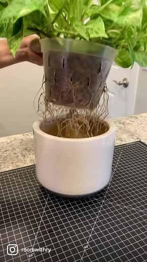 Marble Queen Pothos Root Check | Indoor Gardening Tips