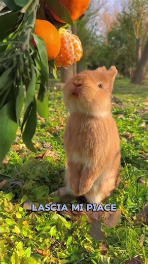 Ecco come far crescere un ciliegio partendo da una ciliegia 🍒 (credits: ‪@zackdfilms‬)