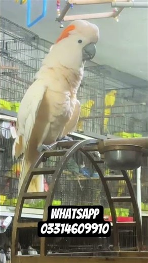 beautiful tame mulacan cockatoo female beauty WhatsApp no 03314609910#youtube #viralvideo parrot #mm