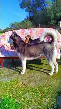 Un sofà al sol. Pinyella Mallorca