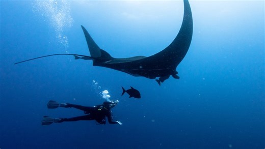 Le phénomène inquiète les spécialistes : pourquoi de plus en plus de raies Modula s’échouent sur les côtes méditerranéennes ?