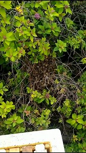 Swarm Relocated from a Bush | #beekeeping #honeybees #swarm | Swarmstead Bees and Gardening