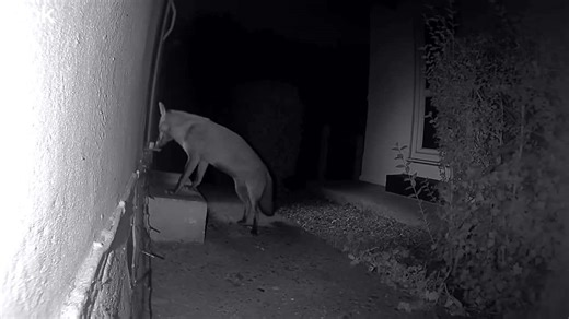 Fox and hedgehog seen feeding together in rare footage captured by UK homeowner