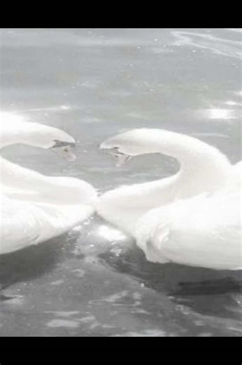 Nuns being silly!! #fyp #viral #nuns #catholictiktok