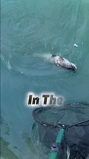 How To Catch Catfish In Fall!! 🎣🐟🍁