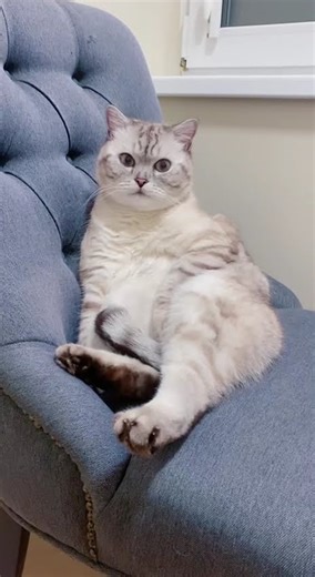 Сколько на новом месте адаптируется котик.