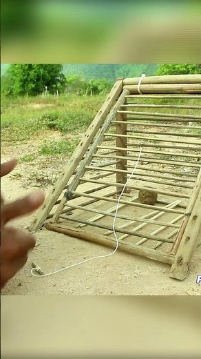 Creative DIY Bird Trap Made from Bamboo – Simple and Genius Idea! #shorts