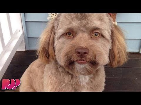 This Dog Has A Human Face And The Internet CAN'T HANDLE