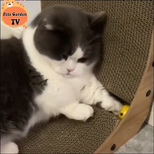 8K views · 921 reactions | Cute short legs 殺 | Cats Life | Facebook