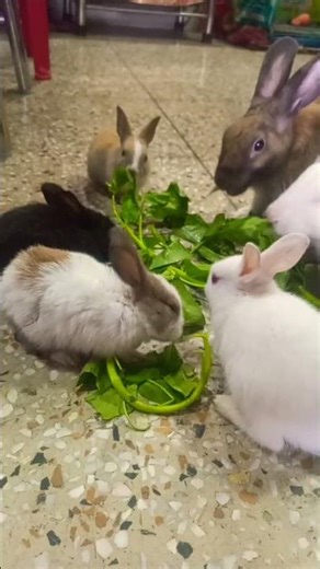 My huge rabbit 🐇 family is having their lunch.🌱🌱☘️