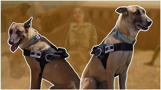 222K views · 1.1K reactions | A soldier's best friend. Cpl. Mika, a dog trainer in the Israeli Air Force, is here to give you a sneak peek on what it's like to train dogs in the IDF. | Israel Defense Forces | Facebook