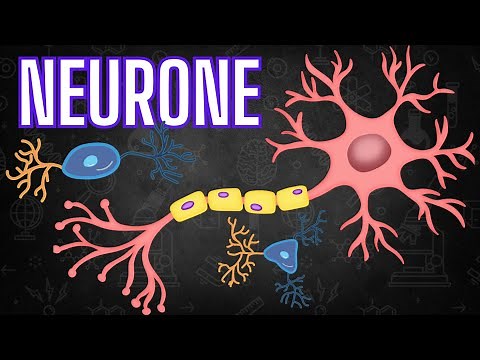 Neurone : anatomie et la physiologie
