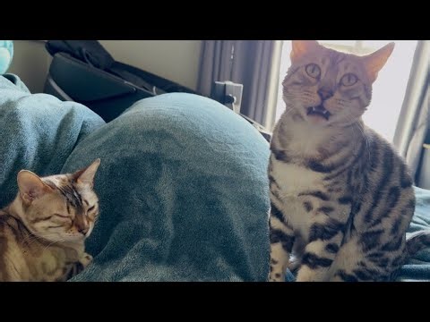 MEOWS TO MAKE YOU HAPPY!!