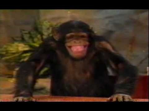 Wild Animal Games: 1-2