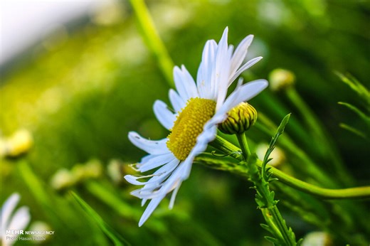 VIDEO: Fandoghloo jungle in NW Iran