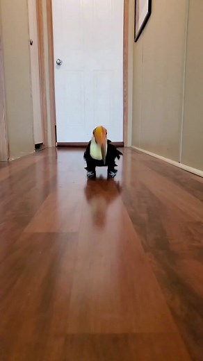 Adorable Toucan Playing with Dog - Cute Pet Interaction