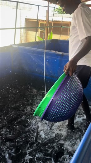 Catfish Farming Techniques in Nigeria