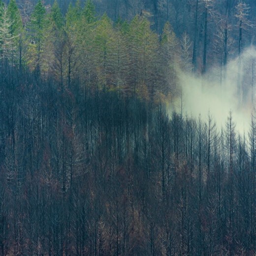 When forests fall, so do the life-sustaining protections they provide. If we come together as communities across the country, we can restore America’s forests faster than we ever could alone. From northern California to the Florida Panhandle to the heart of the Amazon, we’re planting trees in forests hit hardest by devastating loss. Give before July 31 to help us restore critical forests, and we’ll match your impact tree for tree. | Arbor Day Foundation