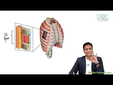 Thoracic Wall & Intercostal Space Anatomy | Simplified for MBBS 🔍 | ‎⁨@Munnabhaimbbs2.0⁩ (MB MBBS)