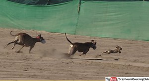 dog rabbit coursing race in Pakistan. subscribe us on youtube for more new videos. https://www.youtube.com/@GreyhoundCoursingclub #Rabbits #Dograce #Hare #Coursing #Racing | Greyhound Coursing Club
